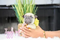 Jiggly puff , a female French Bulldog for sale in San Antonio, TX – 2 of 3