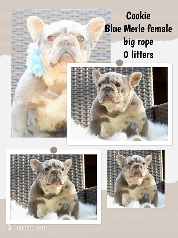 Cookie, a female French Bulldog for sale in San Antonio, TX – Photo 1 of 1