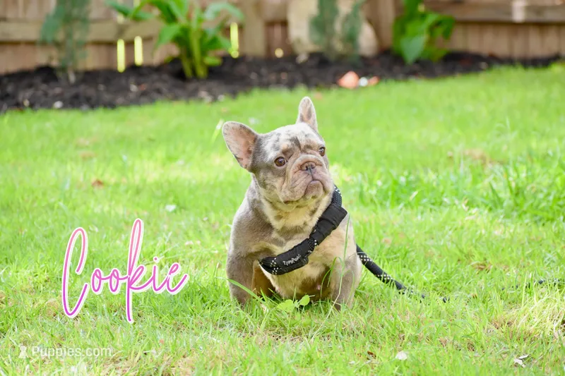 Cookie – French Bulldog puppy for sale in San Antonio, TX