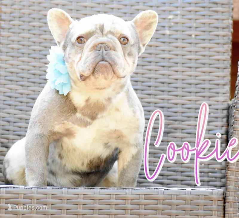 Cookie – French Bulldog puppy for sale in San Antonio, TX
