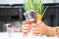 Ivysaur, a female French Bulldog for sale in San Antonio, TX – 3 of 3