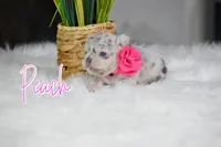 Peach, a female French Bulldog for sale in San Antonio, TX – 2 of 4