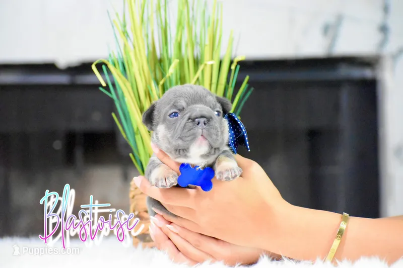 Blastoise  – French Bulldog puppy for sale in San Antonio, TX