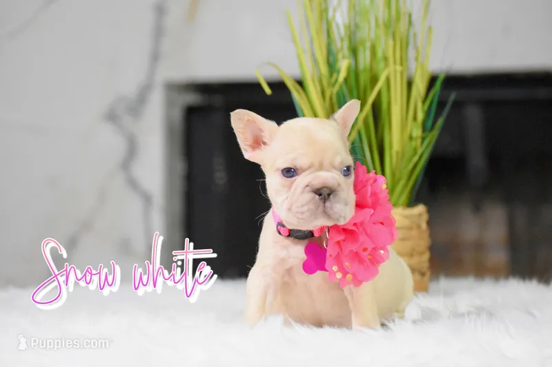 Snow White  – French Bulldog puppy for sale in San Antonio, TX