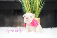 Snow White , a female French Bulldog for sale in San Antonio, TX – 3 of 3