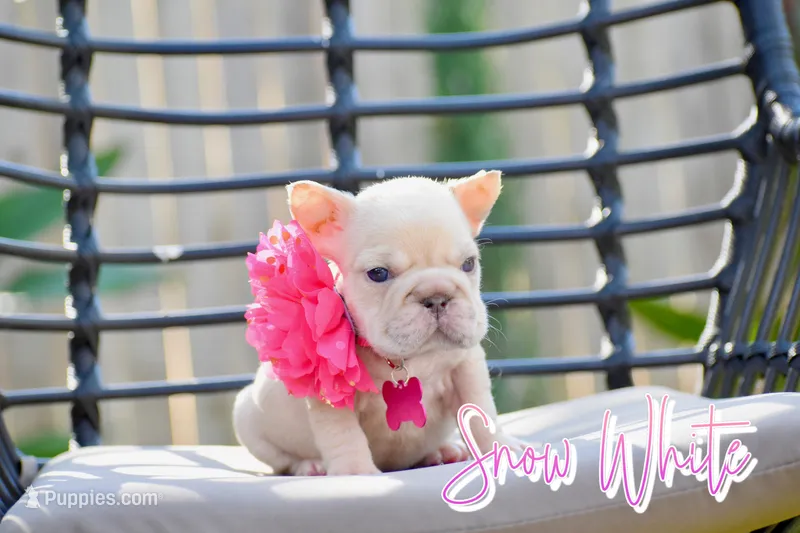Snow White  – French Bulldog puppy for sale in San Antonio, TX