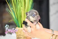 Bowser, a male French Bulldog for sale in San Antonio, TX – 4 of 4