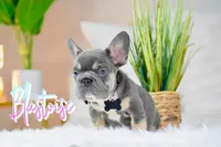 Blastoise , a male French Bulldog for sale in San Antonio, TX – 3 of 3