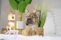 Sleepy, a male French Bulldog for sale in San Antonio, TX – 5 of 5