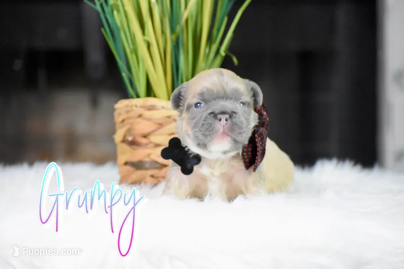 Grumpy – French Bulldog puppy for sale in San Antonio, TX