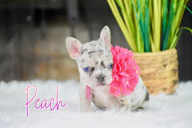 Peach – French Bulldog puppy for sale in San Antonio, TX