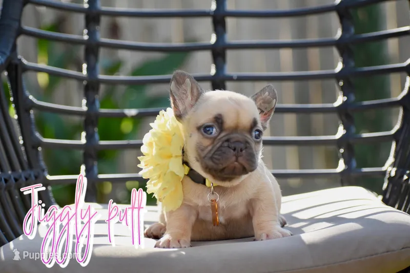 Jiggly puff  – French Bulldog puppy for sale in San Antonio, TX