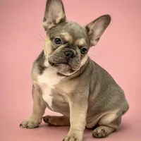Noelle, a female French Bulldog for sale in Macomb, MO – Photo 2 of 3