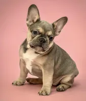 Noelle, a female French Bulldog for sale in Macomb, MO – Photo 2 of 3