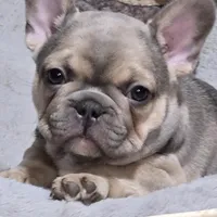 Noelle, a female French Bulldog for sale in Macomb, MO – Photo 3 of 3