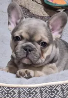 Noelle, a female French Bulldog for sale in Macomb, MO – Photo 3 of 3