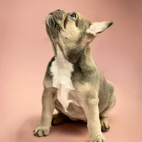 Noelle, a female French Bulldog for sale in Macomb, MO – Photo 1 of 3