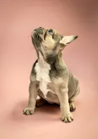 Noelle, a female French Bulldog for sale in Macomb, MO – Photo 1 of 3