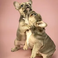 Nichole, a female French Bulldog for sale in Macomb, MO – Photo 2 of 3