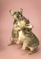 Nichole, a female French Bulldog for sale in Macomb, MO – Photo 2 of 3