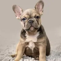 Nichole, a female French Bulldog for sale in Macomb, MO – Photo 1 of 3