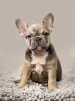 Nichole, a female French Bulldog for sale in Macomb, MO – Photo 1 of 3