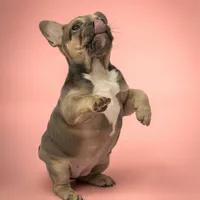 Nichole, a female French Bulldog for sale in Macomb, MO – Photo 3 of 3