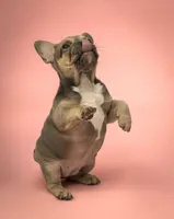 Nichole, a female French Bulldog for sale in Macomb, MO – Photo 3 of 3