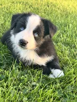 Mini Australian Shepherd , a male Miniature Australian Shepherd for sale in Fort Edward, NY – 1 of 3