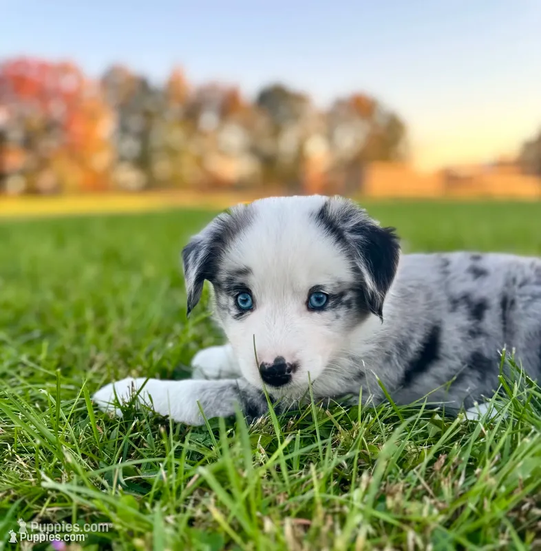 Mini Australian Shepherd  – Miniature Australian Shepherd puppy for sale in Fort Edward, NY