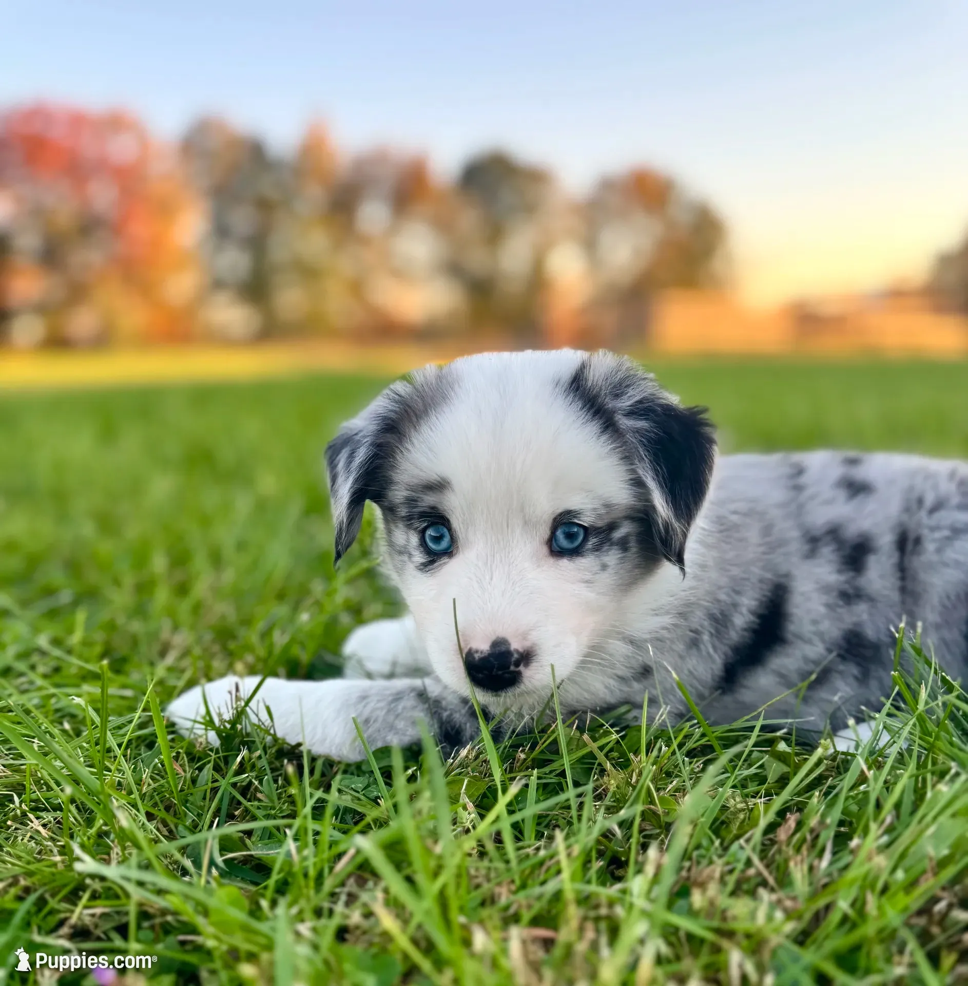 Mini Australian Shepherd , a female Miniature Australian Shepherd for sale in Fort Edward, NY – 1 of 3