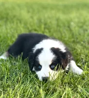 Mini Australian Shepherd , a male Miniature Australian Shepherd for sale in Fort Edward, NY – 2 of 3