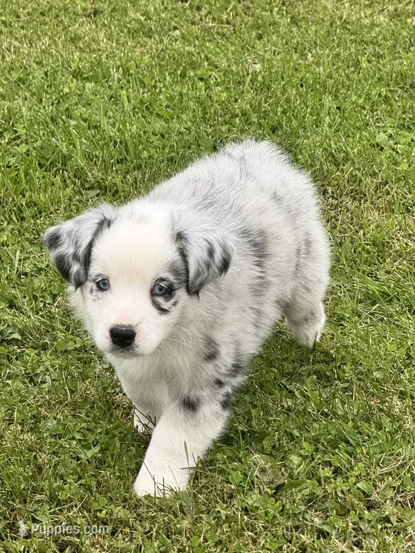 Mini Australian Shepherds  – Australian Shepherd puppy for sale in Fort Edward, NY