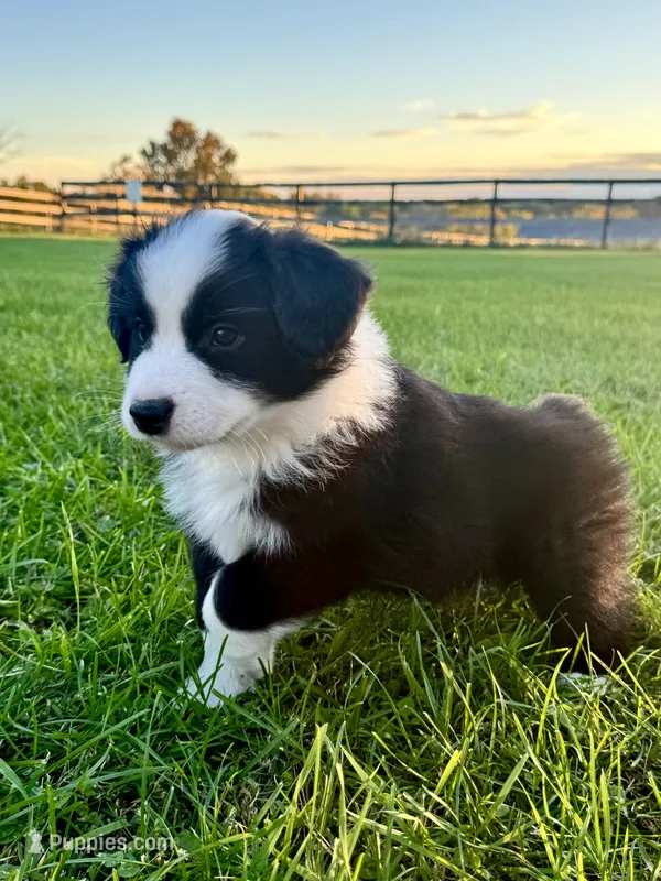 Mini Australian Shepherd  – Miniature Australian Shepherd puppy for sale in Fort Edward, NY