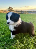 Mini Australian Shepherd , a male Miniature Australian Shepherd for sale in Fort Edward, NY – 1 of 1