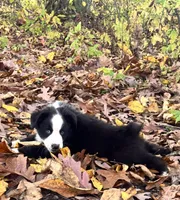 Mini Australian Shepherd , a male Miniature Australian Shepherd for sale in Fort Edward, NY – 2 of 3