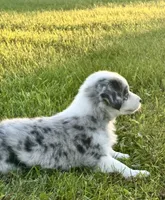 Mini Australian Shepherds , a male Australian Shepherd for sale in Fort Edward, NY – 2 of 2
