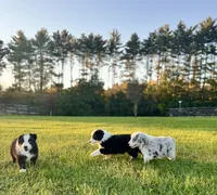 Mini Australian Shepherd , a male Miniature Australian Shepherd for sale in Fort Edward, NY – 3 of 3