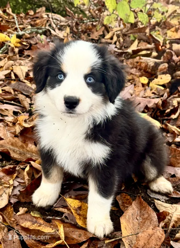 Mini Australian Shepherd  – Miniature Australian Shepherd puppy for sale in Fort Edward, NY