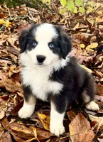 Mini Australian Shepherd , a male Miniature Australian Shepherd for sale in Fort Edward, NY – 1 of 3