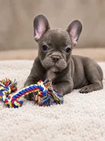 Harry, a male French Bulldog for sale in Lancaster, TX – 1 of 1