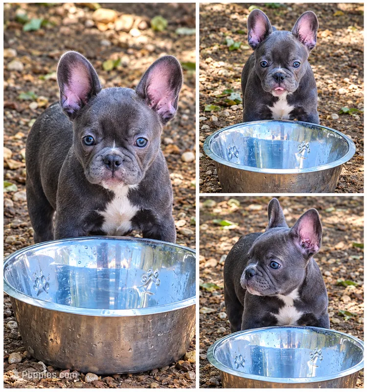 Ron – French Bulldog puppy for sale in Lancaster, TX