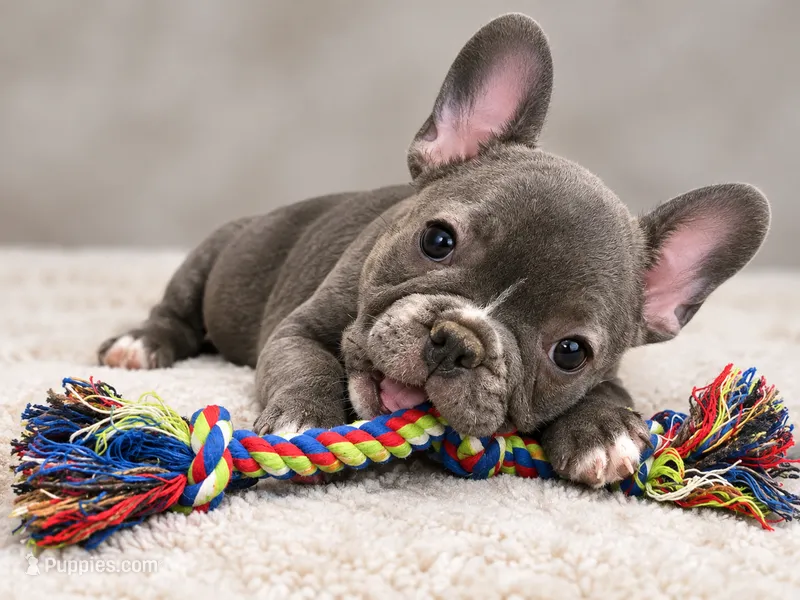 Theo – French Bulldog puppy for sale in Lancaster, TX