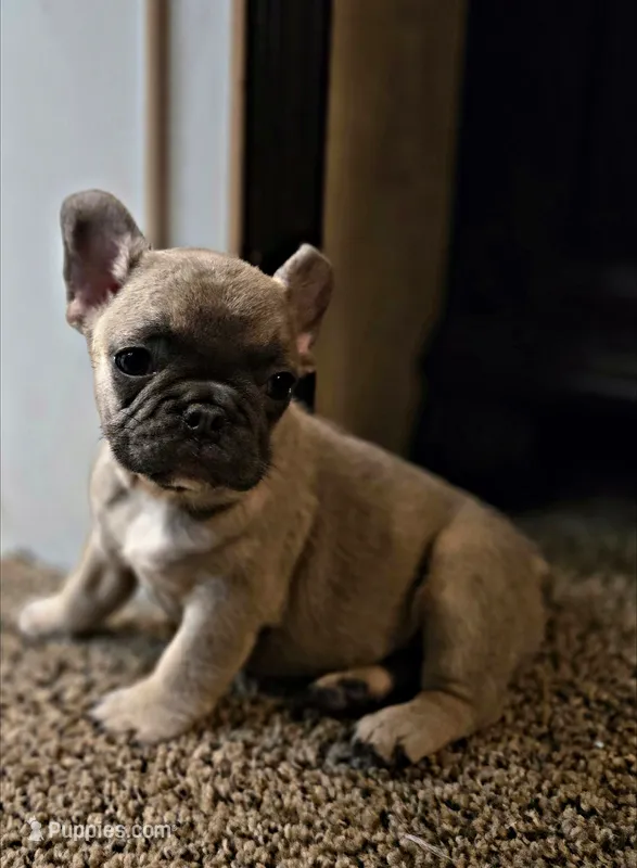Beuford – French Bulldog puppy for sale in Lancaster, TX