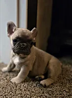 Beuford, a male French Bulldog for sale in Lancaster, TX – 1 of 1