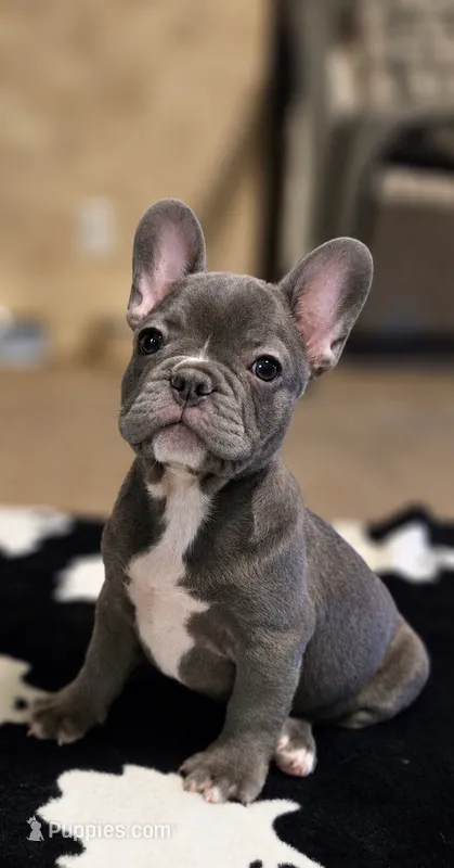 Ron – French Bulldog puppy for sale in Lancaster, TX