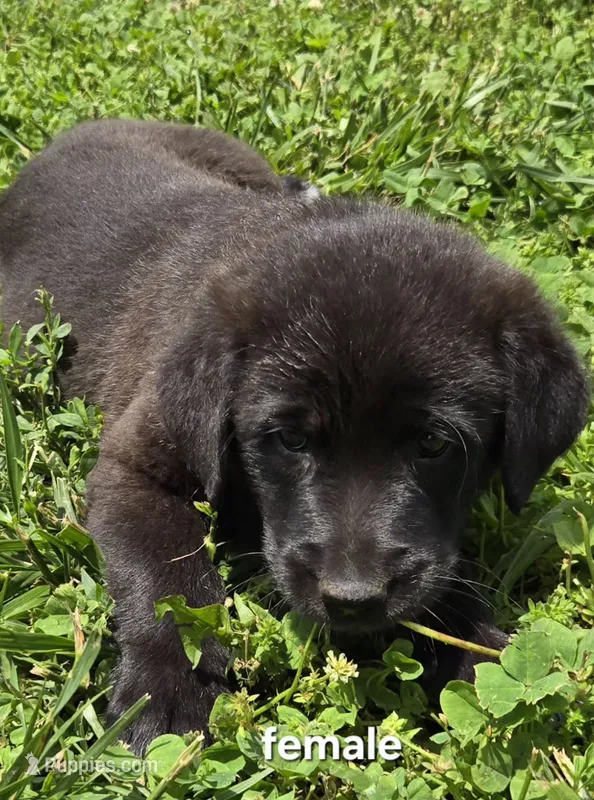 Female 3 – Australian Shepherd, Labrador Retriever puppy for sale in Versailles, MO
