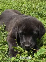 Female 3, a female Australian Shepherd and Labrador Retriever for sale in Versailles, MO – 1 of 1