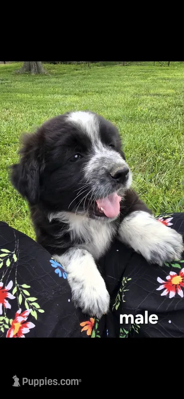 Male 2 – Anatolian Shepherd Dog, Labrador Retriever puppy for sale in Versailles, MO