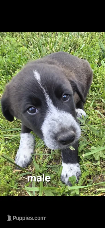 Male 1 – Anatolian Shepherd Dog, Labrador Retriever puppy for sale in Versailles, MO